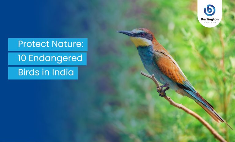 Protect Nature: 10 Endangered Birds in India
